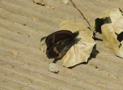 Coenonympha hero