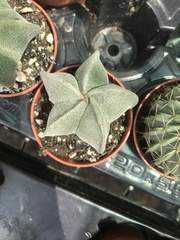 Astrophytum