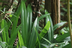 Pandanus amaryllifolius