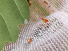 Phyllonorycter kuhlweiniella