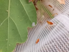 Phyllonorycter kuhlweiniella