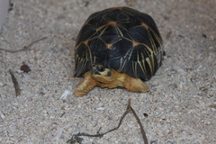 Astrochelys radiata