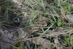 Diporiphora