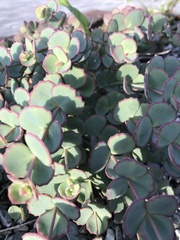 Hylotelephium sieboldii