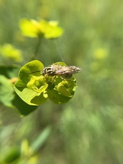 Bembecinus neglectus