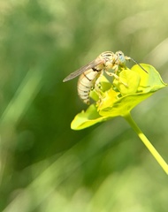 Bembecinus neglectus