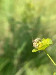 Bembecinus neglectus