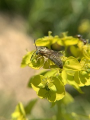 Bembecinus neglectus