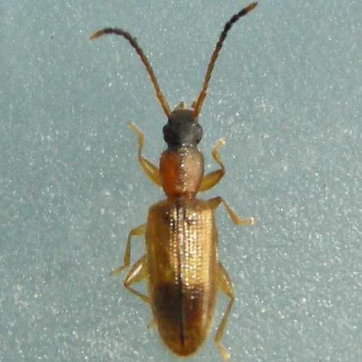 Telephanini