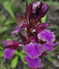 Anacamptis