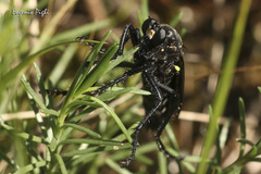 Dasypogon diadema
