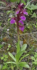 Anacamptis
