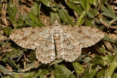 Ascotis reciprocaria