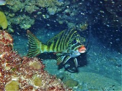 Goniistius rubrolabiatus