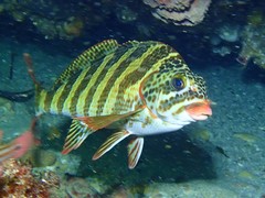 Goniistius rubrolabiatus