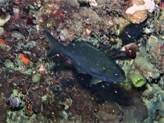 Kyphosus cornelii