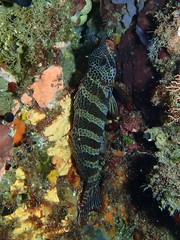 Goniistius rubrolabiatus