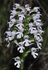 Neotinea conica