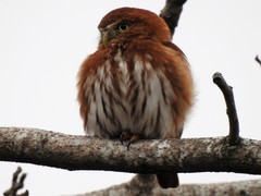 Glaucidium brasilianum