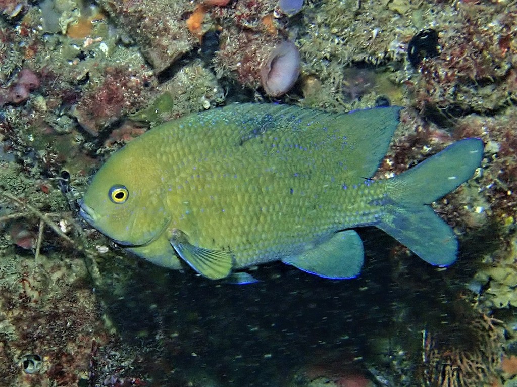 Mcculloch's Scalyfin