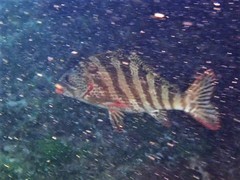 Goniistius rubrolabiatus