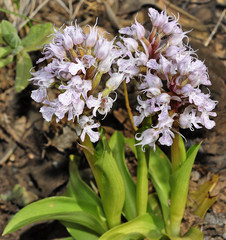 Neotinea conica