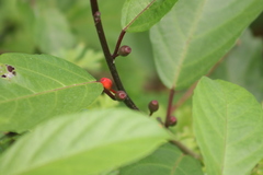 Ficus montana