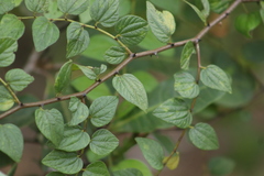 Ziziphus oenopolia