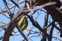 Brachychiton chillagoensis