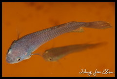 Eyespot Betta photo 2