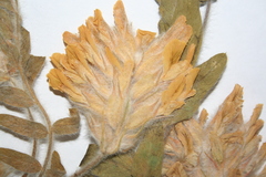 Astragalus dasyanthus