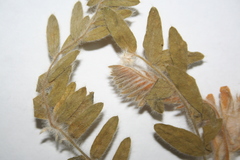 Astragalus dasyanthus