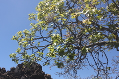 Brachychiton chillagoensis