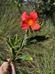 Turnera longiflora