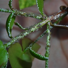 Leioscyta spiralis
