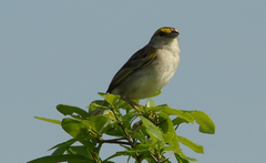 Ammodramus aurifrons