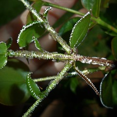 Leioscyta spiralis