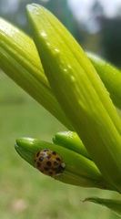 Malpighia glabra