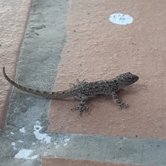 Gonatodes albogularis fuscus