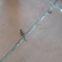 Gonatodes albogularis fuscus