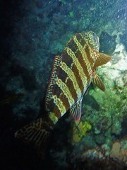 Goniistius rubrolabiatus