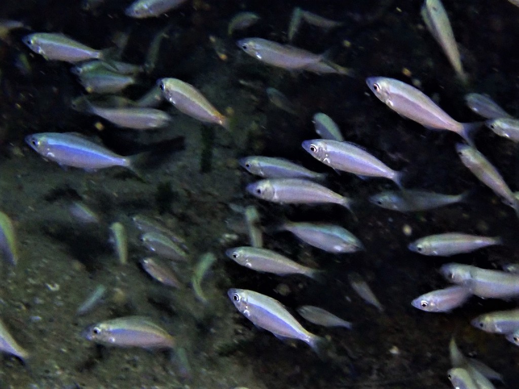 Western Silverbelly