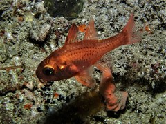 Vincentia punctata