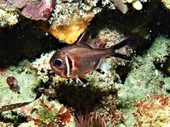 Trachichthys australis