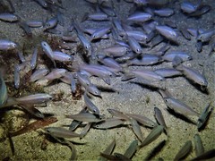 Western Silverbelly photo 2