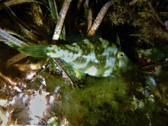Scobinichthys granulatus