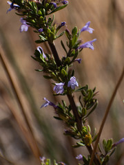 Clinopodium chilense