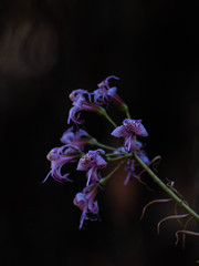 Alstroemeria revoluta