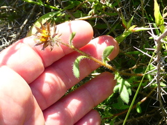 Gorteria piloselloides