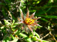 Gorteria piloselloides